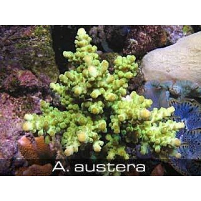 Acropora austera Акропора Acropora austera Акропора