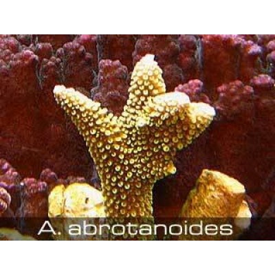 Acropora abrotanoides Акропора Acropora abrotanoides Акропора