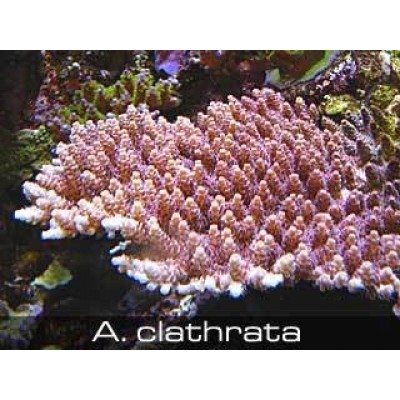 Acropora clathrata Акропора Acropora clathrata Акропора