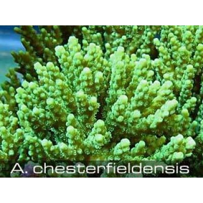 Acropora chesterfieldensis Акропора Acropora chesterfieldensis Акропора