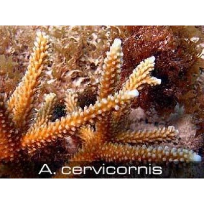 Acropora cervicornis Акропора Acropora cervicornis Акропора