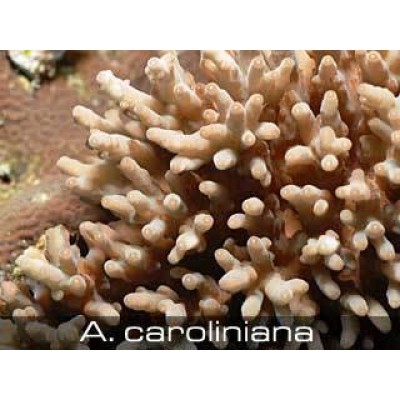 Acropora caroliniana Акропора Acropora caroliniana Акропора