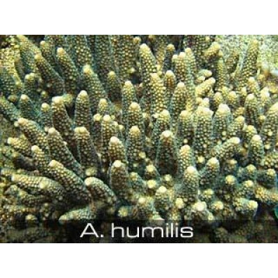 Acropora humilis Акропора Acropora humilis Акропора