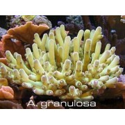 Acropora granulosa Акропора