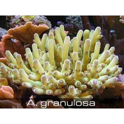 Acropora granulosa Акропора Acropora granulosa Акропора