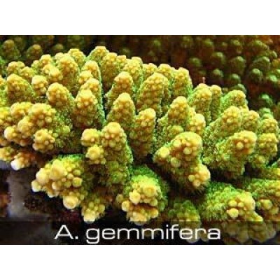 Acropora gammifera Акропора Acropora gammifera Акропора