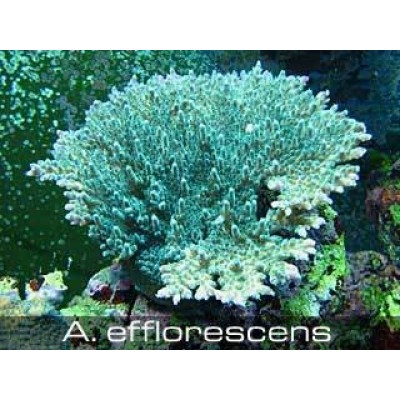 Acropora efflorescense Акропора Acropora efflorescense Акропора