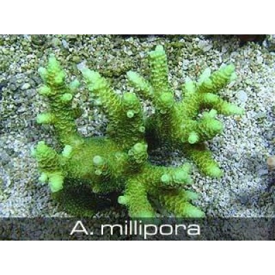 Acropora milipora Акропора Acropora milipora Акропора