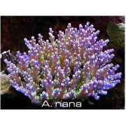 Acropora nana Акропора