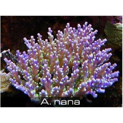 Acropora nana Акропора Acropora nana Акропора