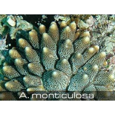 Acropora monticulosa Акропора Acropora monticulosa Акропора
