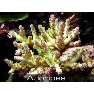 Acropora loripes Акропора Acropora loripes Акропора