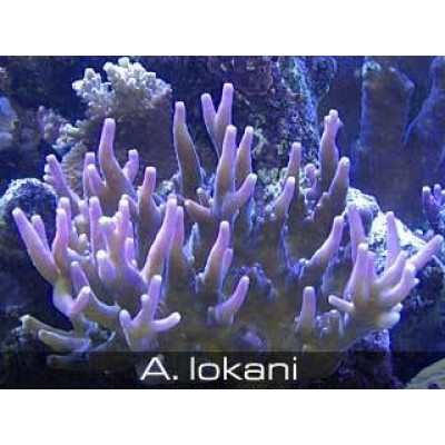 Acropora lokani Акропора Acropora lokani Акропора