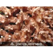 Acropora jacquelinae Акропора