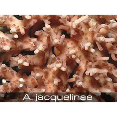 Acropora jacquelinae Акропора Acropora jacquelinae Акропора