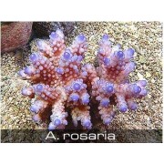 Acropora rosaria Акропора