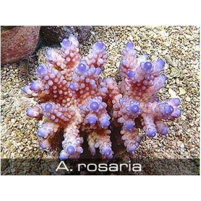 Acropora rosaria Акропора Acropora rosaria Акропора