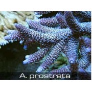 Acropora plostrata Акропора