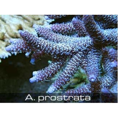Acropora plostrata Акропора Acropora plostrata Акропора