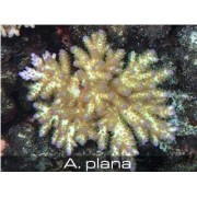 Acropora plana Акропора