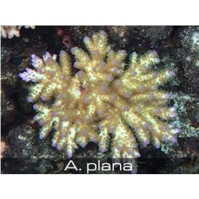 Acropora plana Акропора Acropora plana Акропора