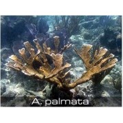 Acropora palmata Акропора