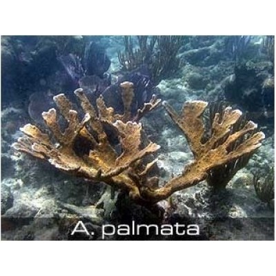 Acropora palmata Акропора Acropora palmata Акропора