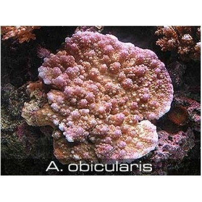 Acropora obicularis Акропора Acropora obicularis Акропора