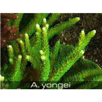 Acropora yongey Акропора Acropora yongey Акропора