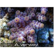 Acropora verweyi Акропора