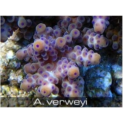 Acropora verweyi Акропора Acropora verweyi Акропора
