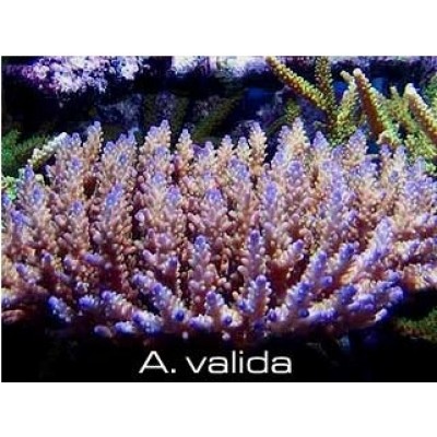 Acropora valida Акропора Acropora valida Акропора