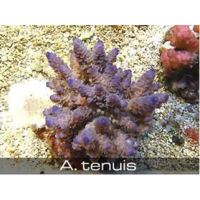 Acropora tenuis Акропора Acropora tenuis Акропора
