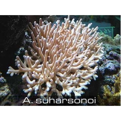Acropora suharsonoi Акропора Acropora suharsonoi Акропора