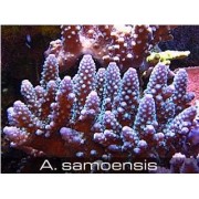 Acropora samoensis Акропора