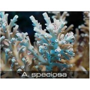 Acropora speciosa Акропора