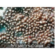 Montipora verrucosa Монтипора