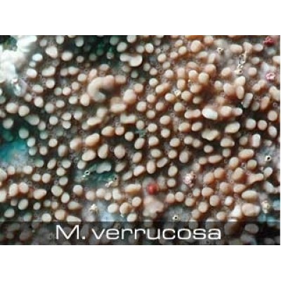 Montipora verrucosa Монтипора Montipora verrucosa Монтипора
