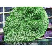 Montipora venosa Монтипора