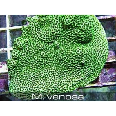 Montipora venosa Монтипора Montipora venosa Монтипора