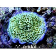 Montipora undata Монтипора