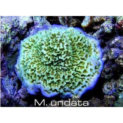 Montipora undata Монтипора Montipora undata Монтипора