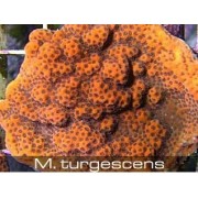 Montipora turgescens Монтипора