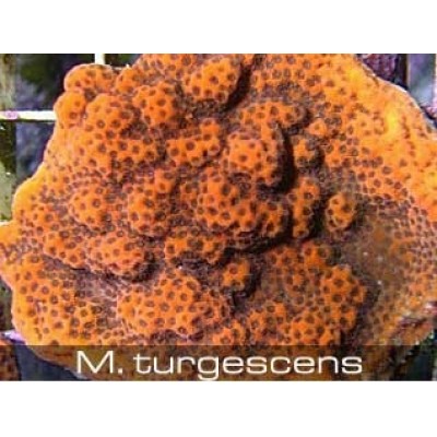 Montipora turgescens Монтипора Montipora turgescens Монтипора