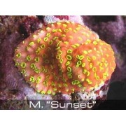 Монтипора красная