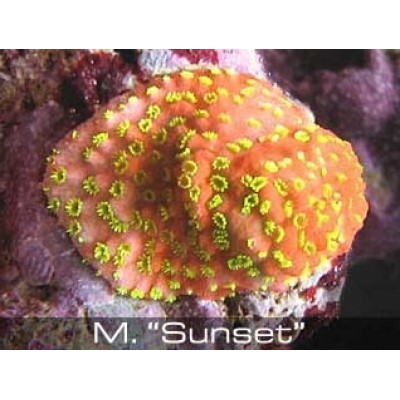 Монтипора красная Монтипора красная