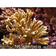 Montipora stellata Монтипора