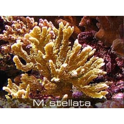 Montipora stellata Монтипора Montipora stellata Монтипора
