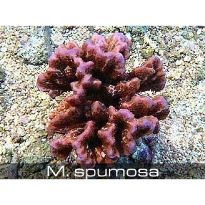 Montipora spumosa Монтипора Montipora spumosa Монтипора
