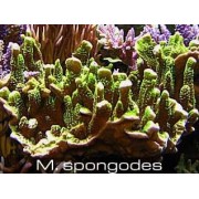 Montipora spongodes Монтипора